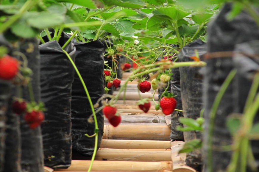 مزارع الفراولة باندونق اندونيسيا مزارع الفراولة باندونق اندونيسيا