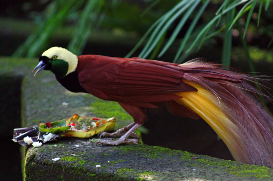 حديقة الطيور في بالي اندونيسيا