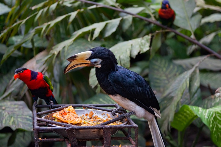 حديقة الطيور في بالي اندونيسيا حديقة الطيور في بالي اندونيسيا