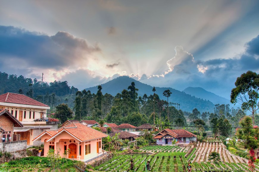 مزارع الفراولة باندونق اندونيسيا مزارع الفراولة باندونق اندونيسيا