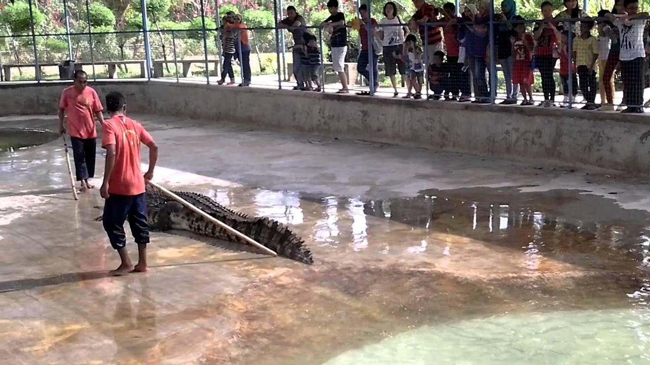 مزرعة تماسيح تيلوك سينجات في ولاية جوهور بماليزيا