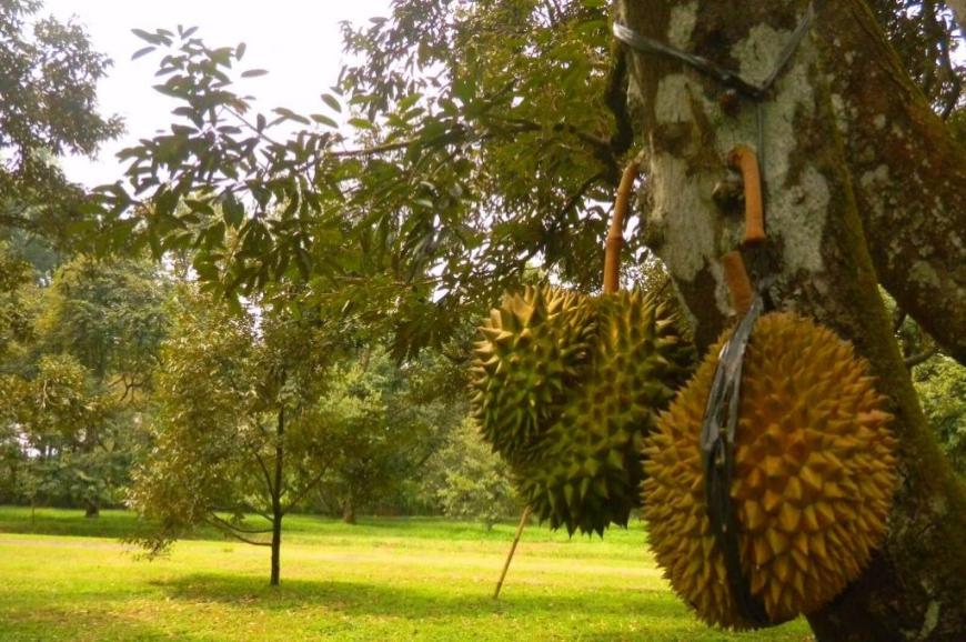 حديقة الفواكه بونشاك اندونيسيا حديقة الفواكه بونشاك اندونيسيا