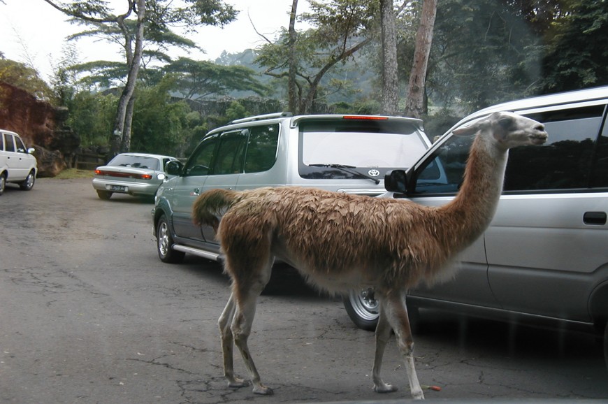 حديقة سفاري بونشاك اندونيسيا حديقة سفاري بونشاك اندونيسيا