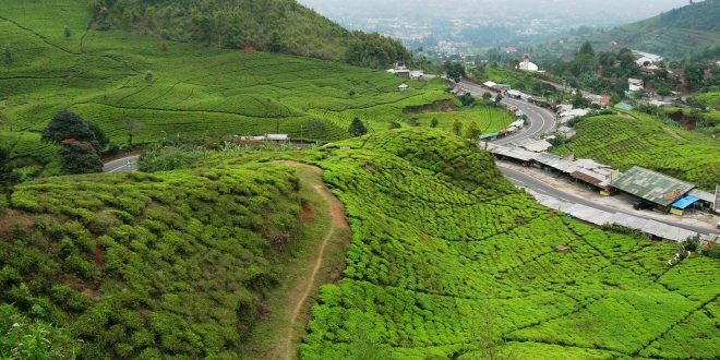 مدينة بونشاك: وجهة السياحة المميزة في إندونيسيا