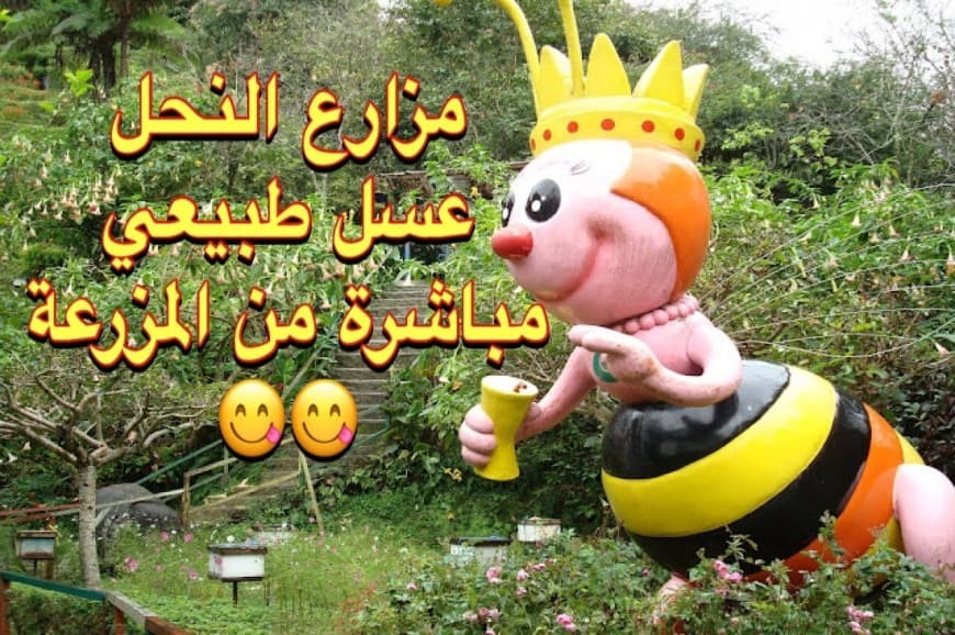 الكاميرون هايلاند