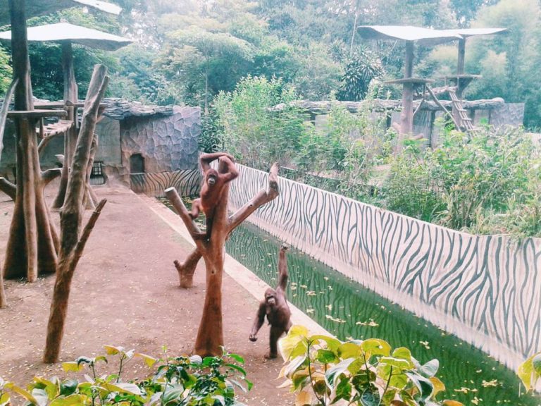 حديقة الحيوانات في باندونج اندونيسيا