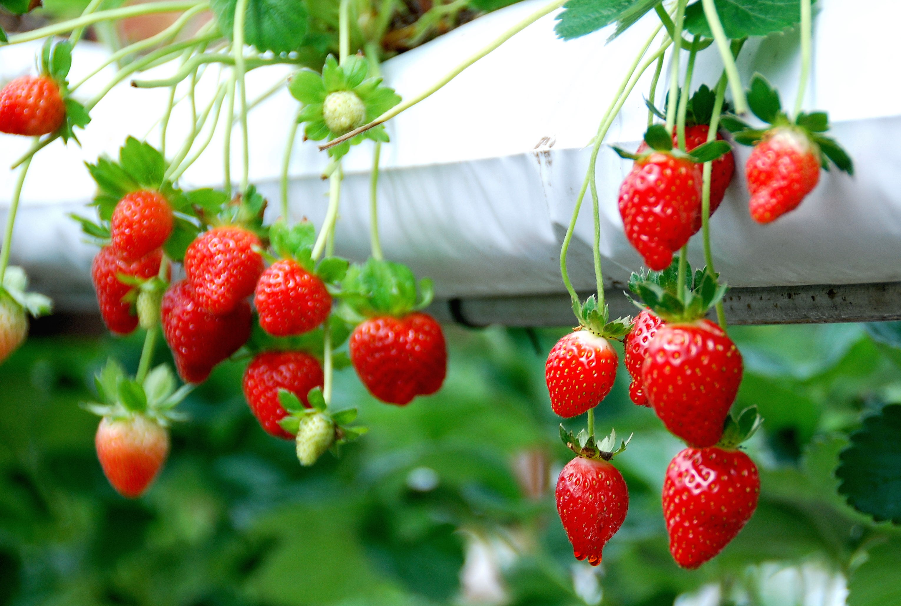 kebun strawberry di cameron highland