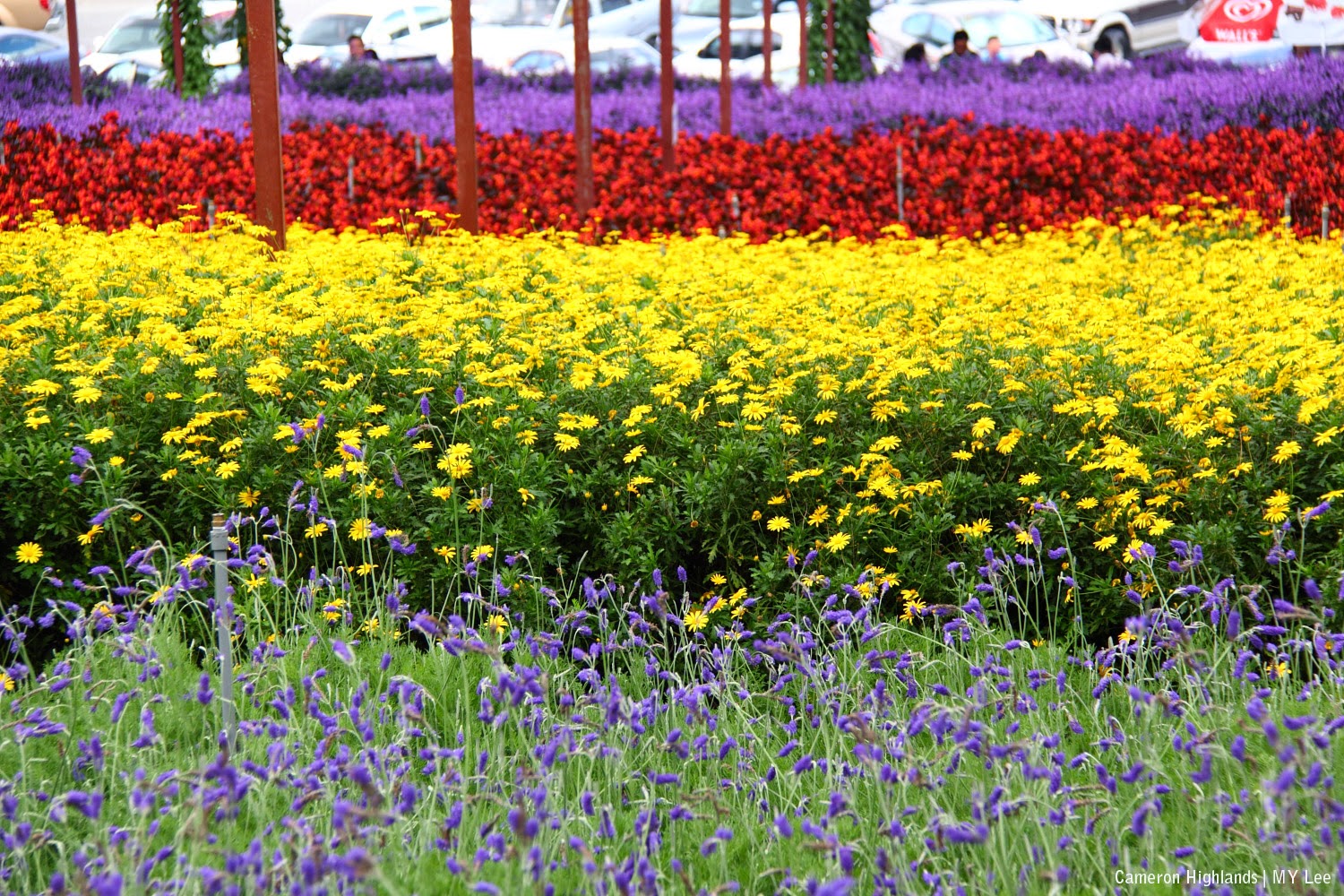 cameron lavender garden tours