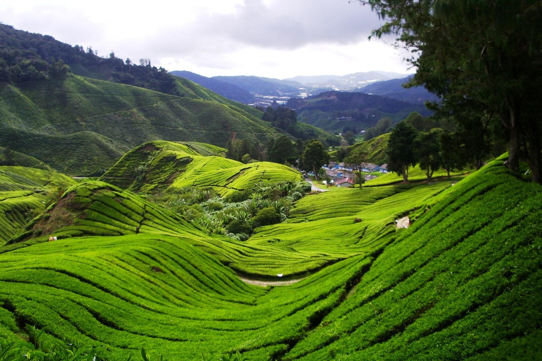 Tea Farm Cameron Highland Sirb Travel Tours