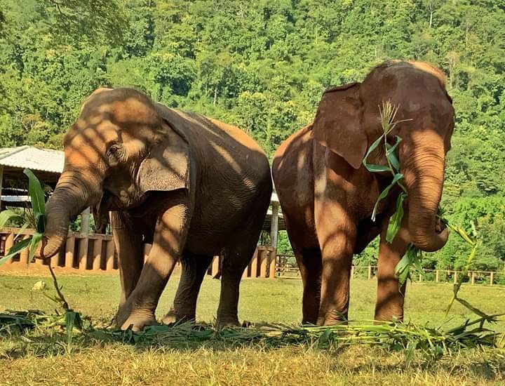 محمية غابة الفيلة شنغماي  | أماكن السياحة في شنغماي