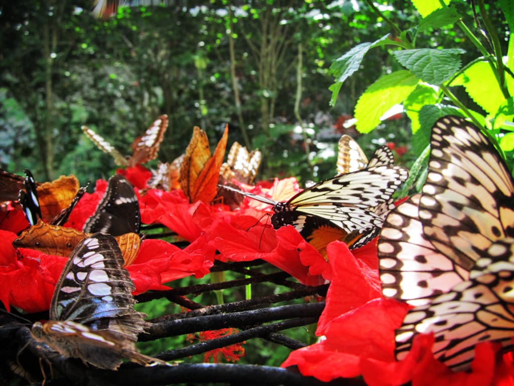 حديقة الفراشات بينانج ماليزيا