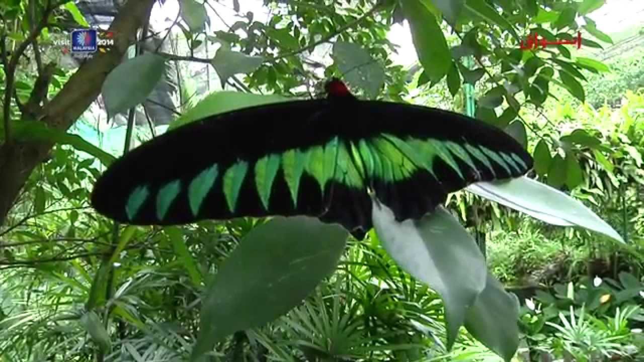 حديقة الفراشات في كوالالمبور بماليزيا